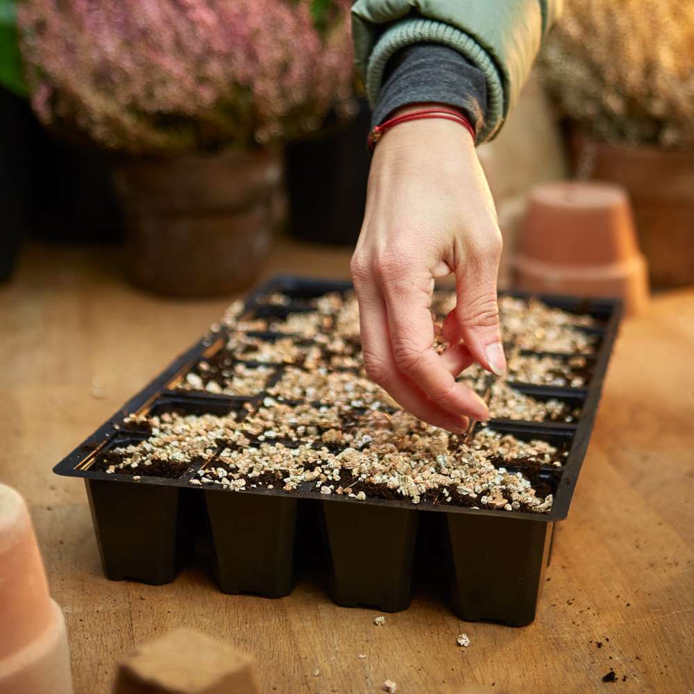 Såbakke m. 24 celler. 5 stk.